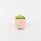 Small Flower Succulent Ornament