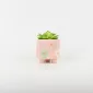 Small Flower Succulent Ornament