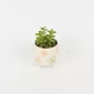 Small Flower Plant Ornament