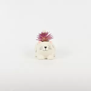 Cute Cat Succulent Ornament