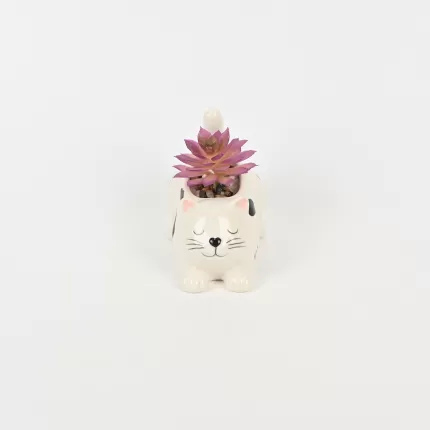 Cute Cat Succulent Ornament