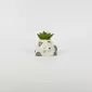 Cute Cat Succulent Ornament