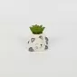 Cute Cat Succulent Ornament