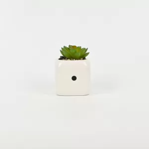 Dice Succulent Ornament