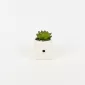 Dice Succulent Ornament