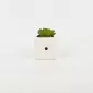 Dice Succulent Ornament