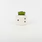 Dice Succulent Ornament