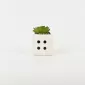 Dice Succulent Ornament