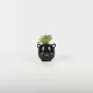 Black Cat Succulent Ornament