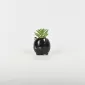 Black Cat Succulent Ornament