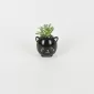 Black Cat Succulent Ornament