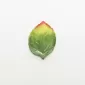 Leaf Plate