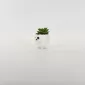 Little Dog Succulent Ornament