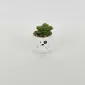 Little Dog Succulent Ornament