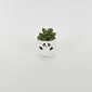 Panda Succulent Ornament