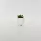 Panda Succulent Ornament