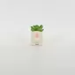 Rhino Succulent Ornament