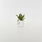 Little Cat Succulent Ornament