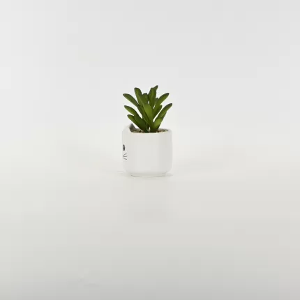 Little Cat Succulent Ornament