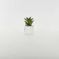Little Cat Succulent Ornament