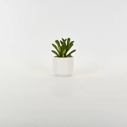 Little Cat Succulent Ornament
