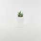 Abstract Figures  Succulent Ornament-white