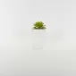Abstract Figures  Succulent Ornament-white