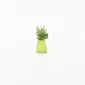 Watermelon Succulent Ornament