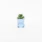Hippopotamus Succulent Ornament-sky blue