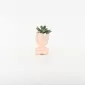Abstract Figure Succulent Ornament-pink