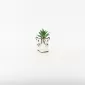 Zebra Succulent Ornament
