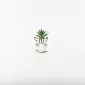 Zebra Succulent Ornament