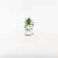 Zebra Succulent Ornament