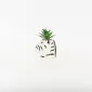Zebra Succulent Ornament