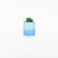 Gold Painted Succulent Ornament-blue