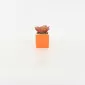 Orange Succulent Ornament