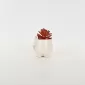 Little Cat Succulent Ornament-white