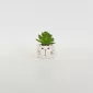 Little Cat Succulent Ornament-white