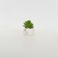 Little Cat Succulent Ornament-white
