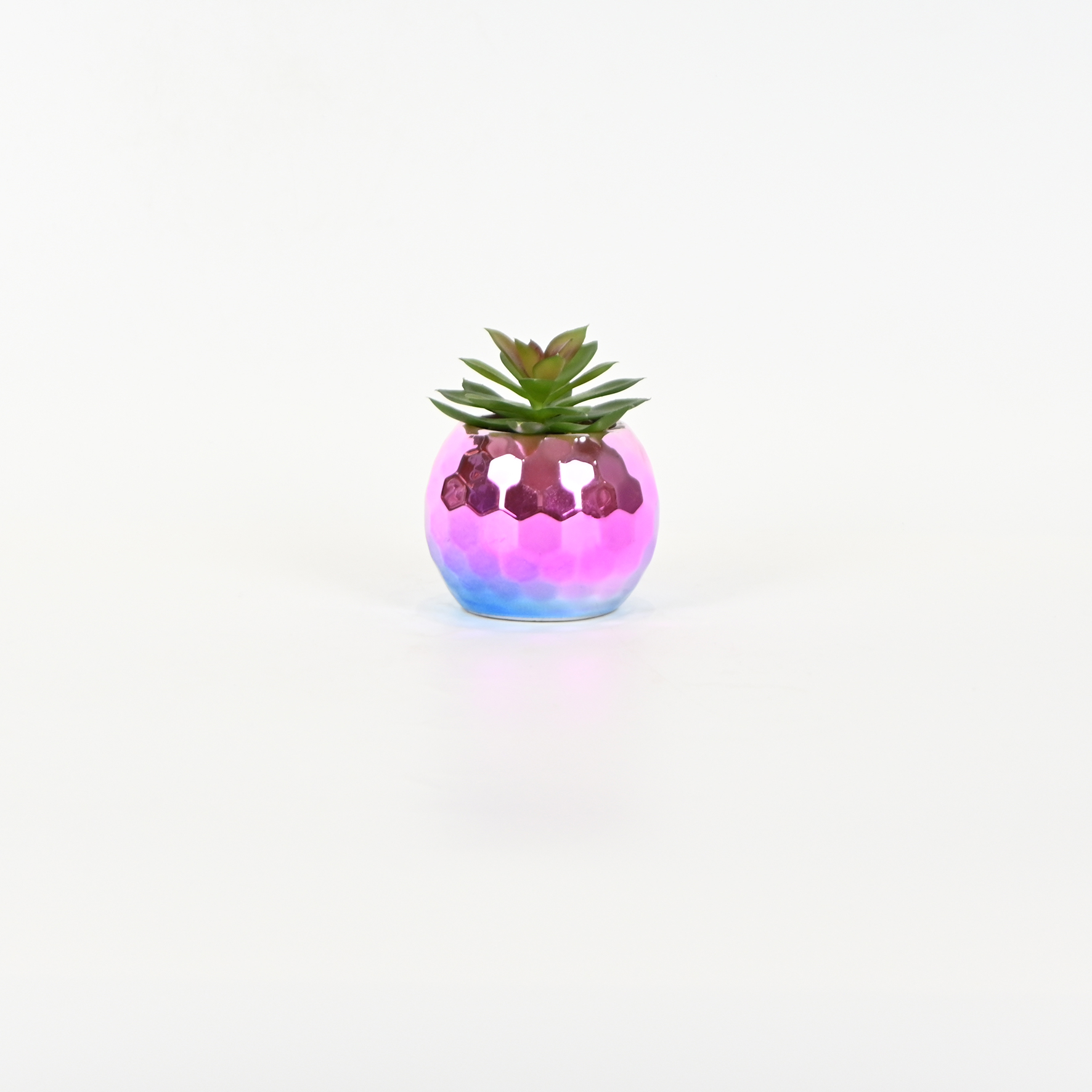 Colorful Succulent Ornament